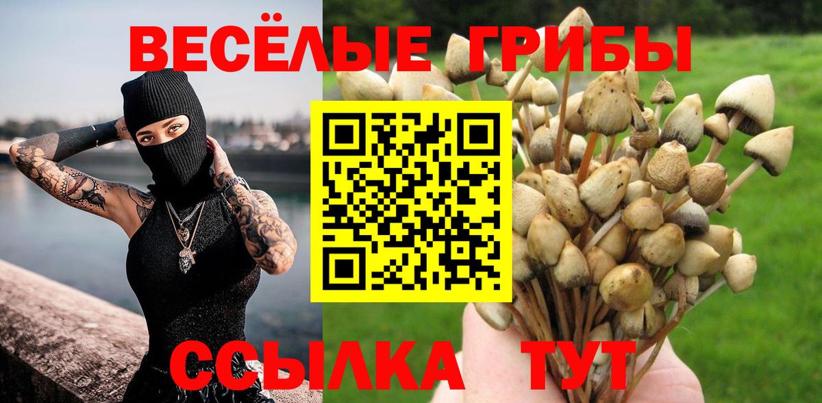 Псилоцибиновые грибы Psilocybe Ярцево